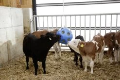 Kerbl Futterspielball Hey Boy, Blau