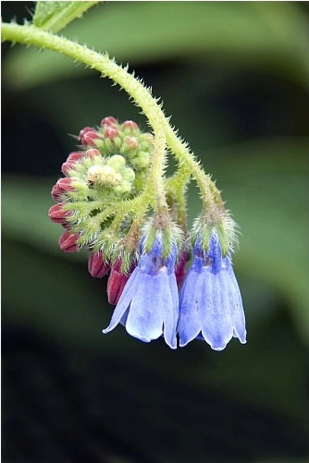 NATUSAT Beinwellwurzel, 500 G – Bild 2