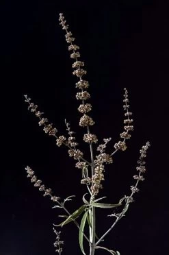 NATUSAT Mönchspfeffer, 500 G